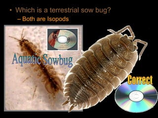 • Which is a terrestrial sow bug?
– Both are Isopods
 