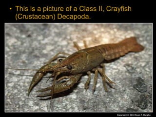 • This is a picture of a Class II, Crayfish
(Crustacean) Decapoda.
Copyright © 2010 Ryan P. Murphy
 