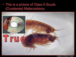 • This is a picture of Class II Scuds
(Crustacea) Malacostraca.
Copyright © 2010 Ryan P. Murphy
 
