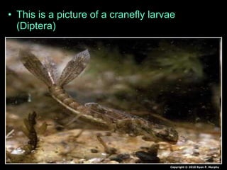 • This is a picture of a cranefly larvae
(Diptera)
Copyright © 2010 Ryan P. Murphy
 