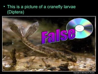 • This is a picture of a cranefly larvae
(Diptera)
Copyright © 2010 Ryan P. Murphy
 