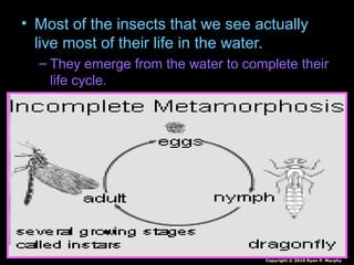 • Most of the insects that we see actually
live most of their life in the water.
– They emerge from the water to complete their
life cycle.
Copyright © 2010 Ryan P. Murphy
 