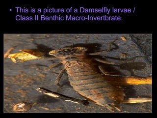 • This is a picture of a Damselfly larvae /
Class II Benthic Macro-Invertbrate.
 