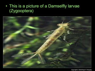• This is a picture of a Damselfly larvae
(Zygooptera)
Copyright © 2010 Ryan P. Murphy
 