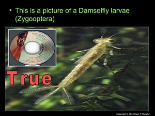 • This is a picture of a Damselfly larvae
(Zygooptera)
Copyright © 2010 Ryan P. Murphy
 