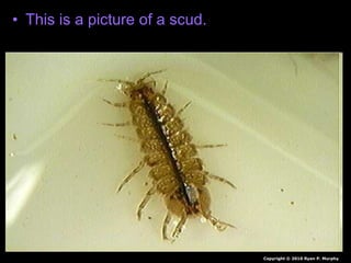 • This is a picture of a scud.
Copyright © 2010 Ryan P. Murphy
 