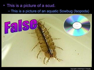 • This is a picture of a scud.
– This is a picture of an aquatic Sowbug (Isopoda)
Copyright © 2010 Ryan P. Murphy
 