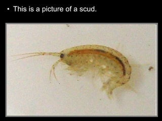 • This is a picture of a scud.
 