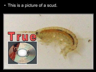 • This is a picture of a scud.
 