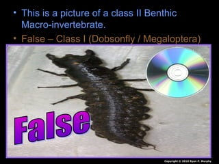 • This is a picture of a class II Benthic
Macro-invertebrate.
• False – Class I (Dobsonfly / Megaloptera)
Copyright © 2010 Ryan P. Murphy
 