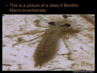 • This is a picture of a class II Benthic
Macro-invertebrate.
Copyright © 2010 Ryan P. Murphy
 