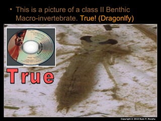 • This is a picture of a class II Benthic
Macro-invertebrate. True! (Dragonlfy)
Copyright © 2010 Ryan P. Murphy
 