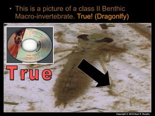 • This is a picture of a class II Benthic
Macro-invertebrate. True! (Dragonlfy)
Copyright © 2010 Ryan P. Murphy
 