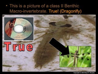 • This is a picture of a class II Benthic
Macro-invertebrate. True! (Dragonlfy)
Copyright © 2010 Ryan P. Murphy
 