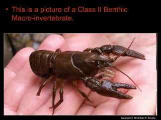 • This is a picture of a Class II Benthic
Macro-invertebrate.
Copyright © 2010 Ryan P. Murphy
 