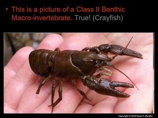 • This is a picture of a Class II Benthic
Macro-invertebrate. True! (Crayfish)
Copyright © 2010 Ryan P. Murphy
 