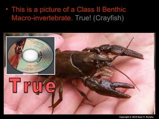 • This is a picture of a Class II Benthic
Macro-invertebrate. True! (Crayfish)
Copyright © 2010 Ryan P. Murphy
 