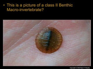 • This is a picture of a class II Benthic
Macro-invertebrate?
Copyright © 2010 Ryan P. Murphy
 
