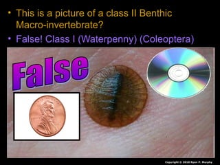 • This is a picture of a class II Benthic
Macro-invertebrate?
• False! Class I (Waterpenny) (Coleoptera)
Copyright © 2010 Ryan P. Murphy
 