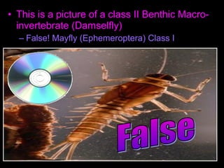 • This is a picture of a class II Benthic Macro-
invertebrate (Damselfly)
– False! Mayfly (Ephemeroptera) Class I
 