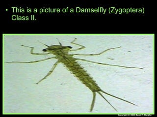 • This is a picture of a Damselfly (Zygoptera)
Class II.
Copyright © 2010 Ryan P. Murphy
 