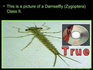 • This is a picture of a Damselfly (Zygoptera)
Class II.
Copyright © 2010 Ryan P. Murphy
 
