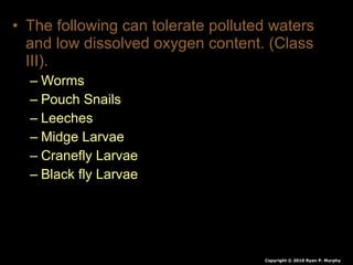• The following can tolerate polluted waters
and low dissolved oxygen content. (Class
III).
– Worms
– Pouch Snails
– Leeches
– Midge Larvae
– Cranefly Larvae
– Black fly Larvae
Copyright © 2010 Ryan P. Murphy
 