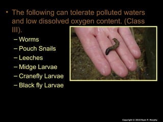 • The following can tolerate polluted waters
and low dissolved oxygen content. (Class
III).
– Worms
– Pouch Snails
– Leeches
– Midge Larvae
– Cranefly Larvae
– Black fly Larvae
Copyright © 2010 Ryan P. Murphy
 