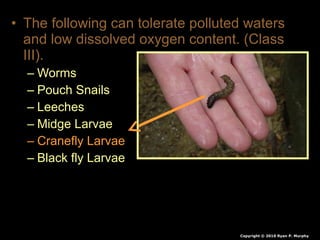 • The following can tolerate polluted waters
and low dissolved oxygen content. (Class
III).
– Worms
– Pouch Snails
– Leeches
– Midge Larvae
– Cranefly Larvae
– Black fly Larvae
Copyright © 2010 Ryan P. Murphy
 