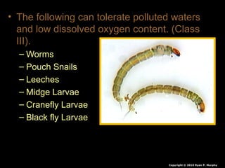 • The following can tolerate polluted waters
and low dissolved oxygen content. (Class
III).
– Worms
– Pouch Snails
– Leeches
– Midge Larvae
– Cranefly Larvae
– Black fly Larvae
Copyright © 2010 Ryan P. Murphy
 