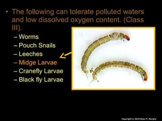 • The following can tolerate polluted waters
and low dissolved oxygen content. (Class
III).
– Worms
– Pouch Snails
– Leeches
– Midge Larvae
– Cranefly Larvae
– Black fly Larvae
Copyright © 2010 Ryan P. Murphy
 