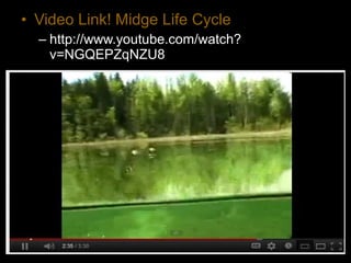 • Video Link! Midge Life Cycle
– http://www.youtube.com/watch?
v=NGQEPZqNZU8
 