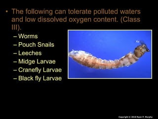 • The following can tolerate polluted waters
and low dissolved oxygen content. (Class
III).
– Worms
– Pouch Snails
– Leeches
– Midge Larvae
– Cranefly Larvae
– Black fly Larvae
Copyright © 2010 Ryan P. Murphy
 