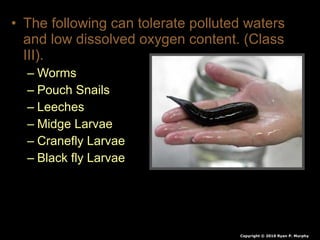 • The following can tolerate polluted waters
and low dissolved oxygen content. (Class
III).
– Worms
– Pouch Snails
– Leeches
– Midge Larvae
– Cranefly Larvae
– Black fly Larvae
Copyright © 2010 Ryan P. Murphy
 