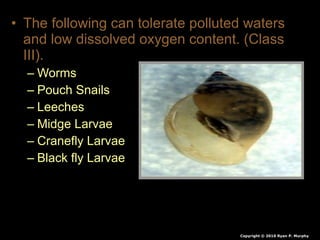 • The following can tolerate polluted waters
and low dissolved oxygen content. (Class
III).
– Worms
– Pouch Snails
– Leeches
– Midge Larvae
– Cranefly Larvae
– Black fly Larvae
Copyright © 2010 Ryan P. Murphy
 
