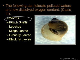 • The following can tolerate polluted waters
and low dissolved oxygen content. (Class
III).
– Worms
– Pouch Snails
– Leeches
– Midge Larvae
– Cranefly Larvae
– Black fly Larvae
Copyright © 2010 Ryan P. Murphy
 