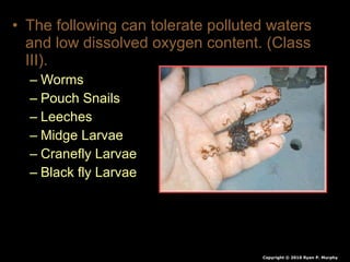 • The following can tolerate polluted waters
and low dissolved oxygen content. (Class
III).
– Worms
– Pouch Snails
– Leeches
– Midge Larvae
– Cranefly Larvae
– Black fly Larvae
Copyright © 2010 Ryan P. Murphy
 