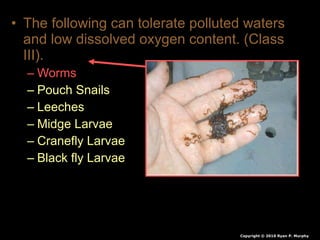 • The following can tolerate polluted waters
and low dissolved oxygen content. (Class
III).
– Worms
– Pouch Snails
– Leeches
– Midge Larvae
– Cranefly Larvae
– Black fly Larvae
Copyright © 2010 Ryan P. Murphy
 