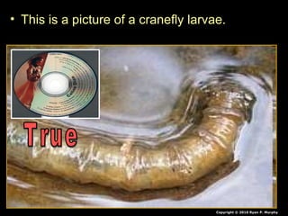 • This is a picture of a cranefly larvae.
Copyright © 2010 Ryan P. Murphy
 