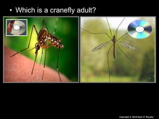 • Which is a cranefly adult?
Copyright © 2010 Ryan P. Murphy
 