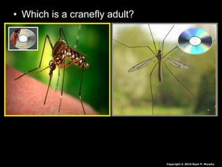 • Which is a cranefly adult?
Copyright © 2010 Ryan P. Murphy
 