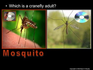 • Which is a cranefly adult?
Copyright © 2010 Ryan P. Murphy
 