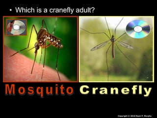 • Which is a cranefly adult?
Copyright © 2010 Ryan P. Murphy
 
