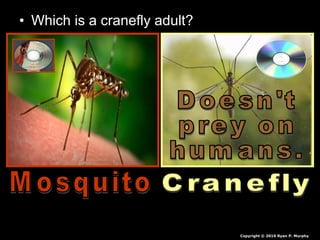 • Which is a cranefly adult?
Copyright © 2010 Ryan P. Murphy
 
