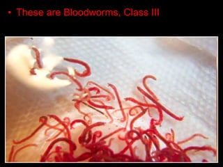 • These are Bloodworms, Class III
 