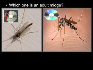 • Which one is an adult midge?
 