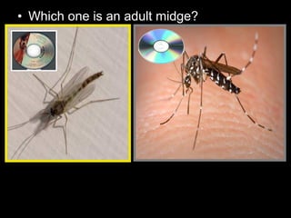 • Which one is an adult midge?
 