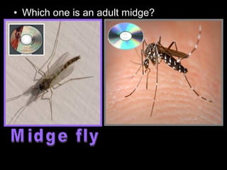 • Which one is an adult midge?
 