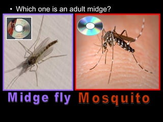 • Which one is an adult midge?
 
