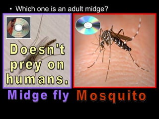 • Which one is an adult midge?
 